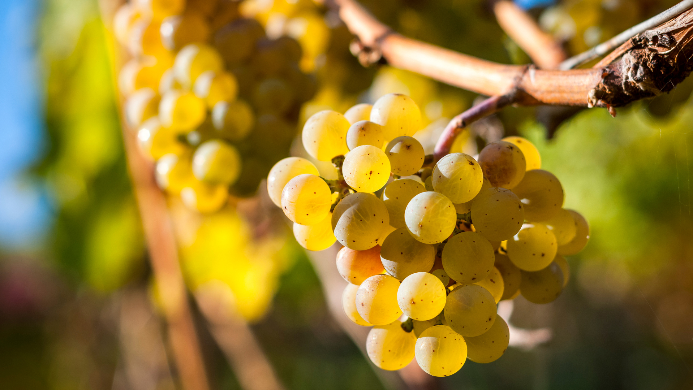 La Vinificazione in Bianco: un viaggio nel mondo del Vino