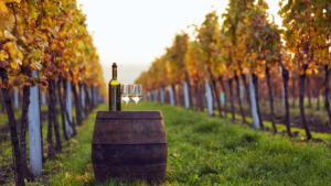 colore del vino