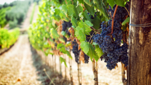 vino di bolgheri